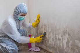 Best Mold Prevention Services  in Roessleville, NY